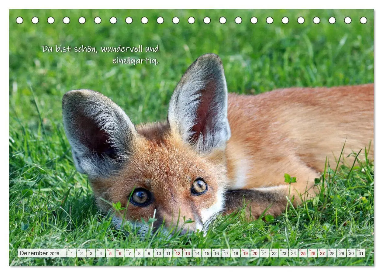 Bild: 9783457679524 | Freche Füchse - lustige Sprüche (Tischkalender 2026 DIN A5 quer),...