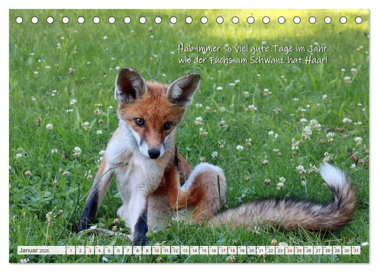Bild: 9783457679524 | Freche Füchse - lustige Sprüche (Tischkalender 2026 DIN A5 quer),...