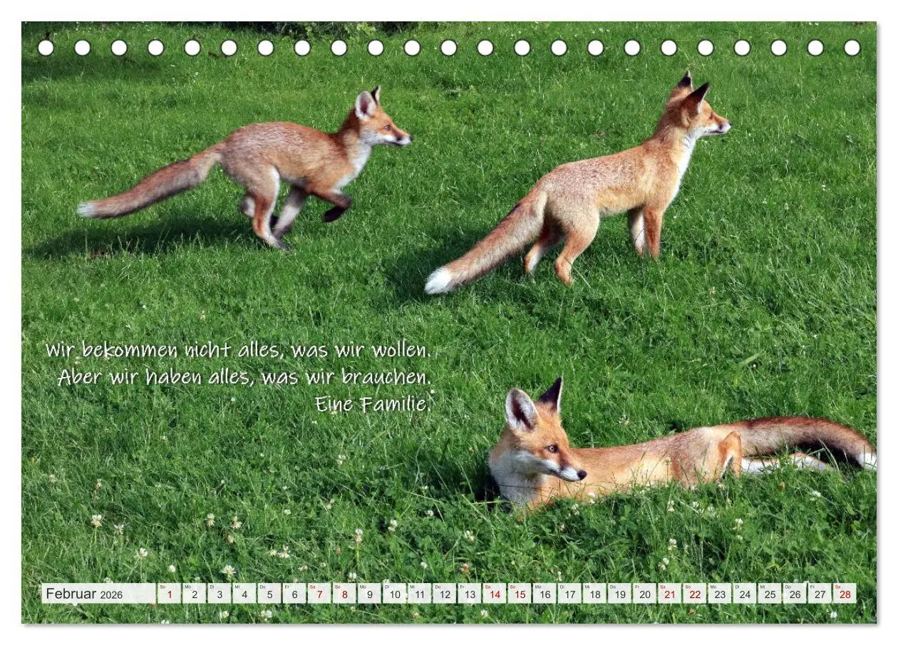 Bild: 9783457679524 | Freche Füchse - lustige Sprüche (Tischkalender 2026 DIN A5 quer),...