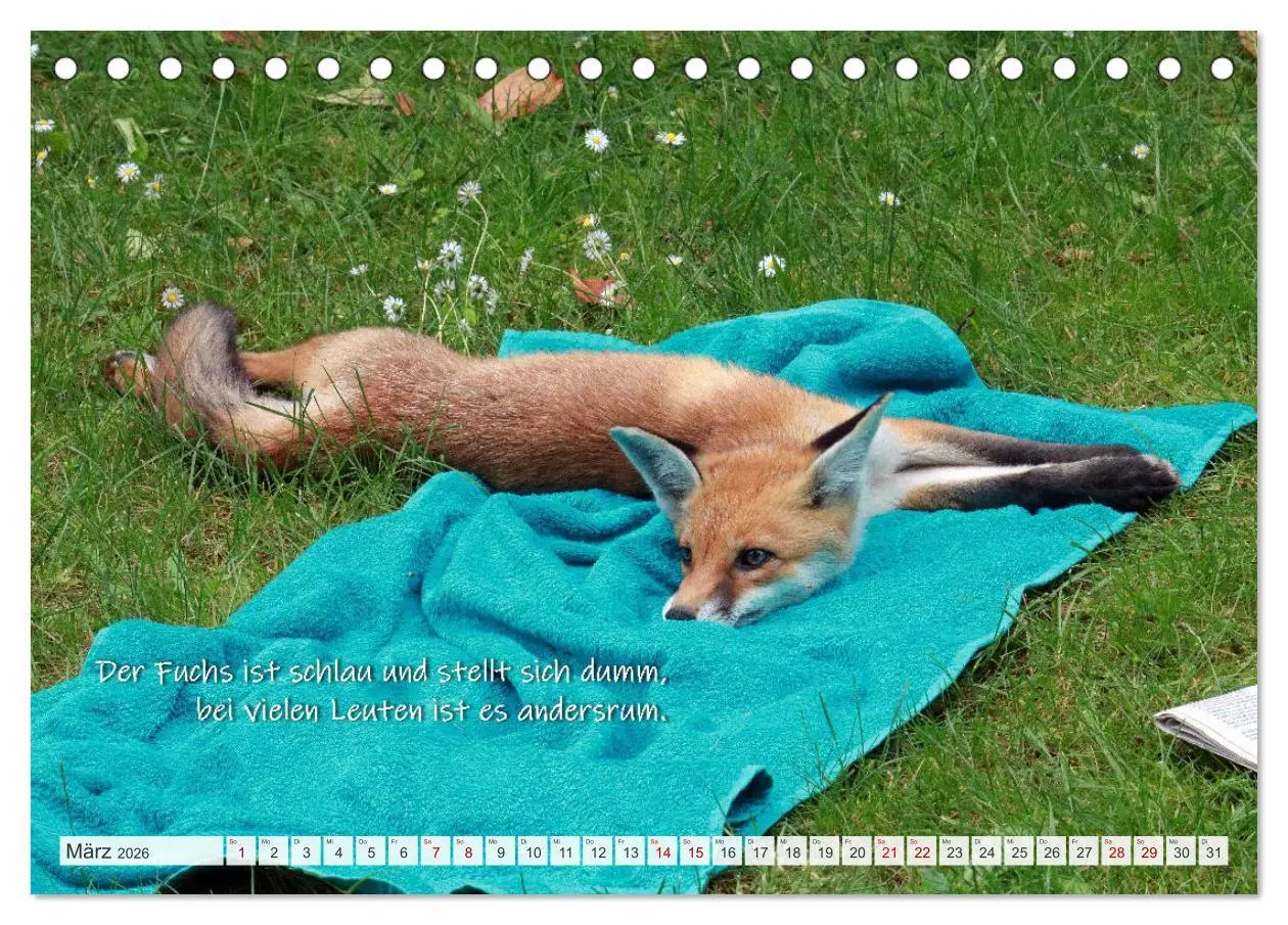 Bild: 9783457679524 | Freche Füchse - lustige Sprüche (Tischkalender 2026 DIN A5 quer),...