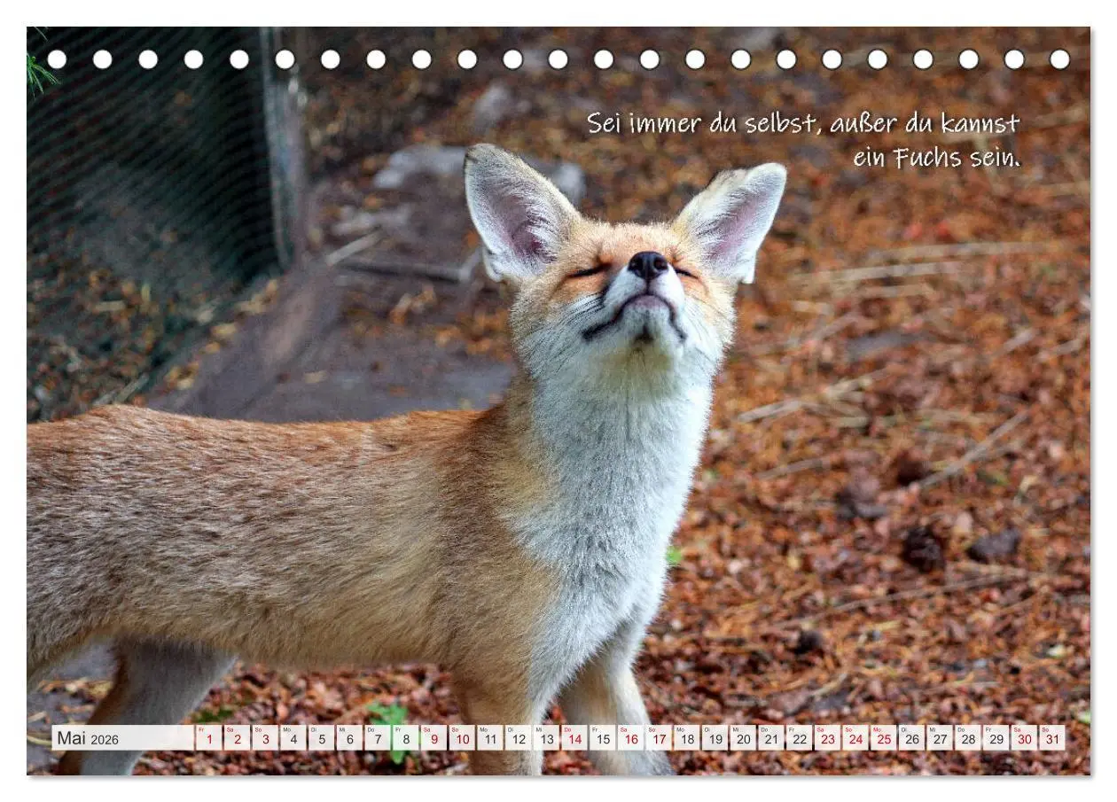 Bild: 9783457679524 | Freche Füchse - lustige Sprüche (Tischkalender 2026 DIN A5 quer),...
