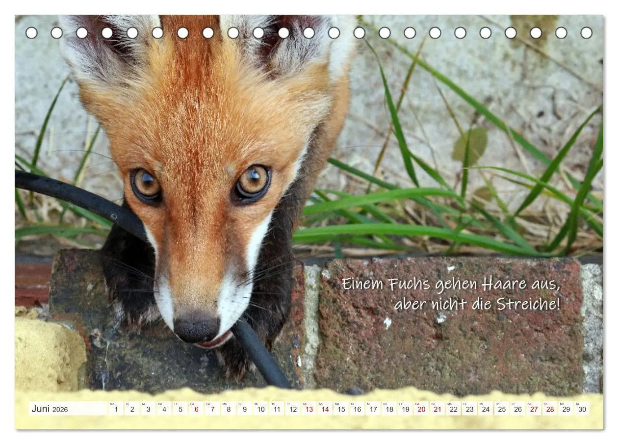 Bild: 9783457679524 | Freche Füchse - lustige Sprüche (Tischkalender 2026 DIN A5 quer),...