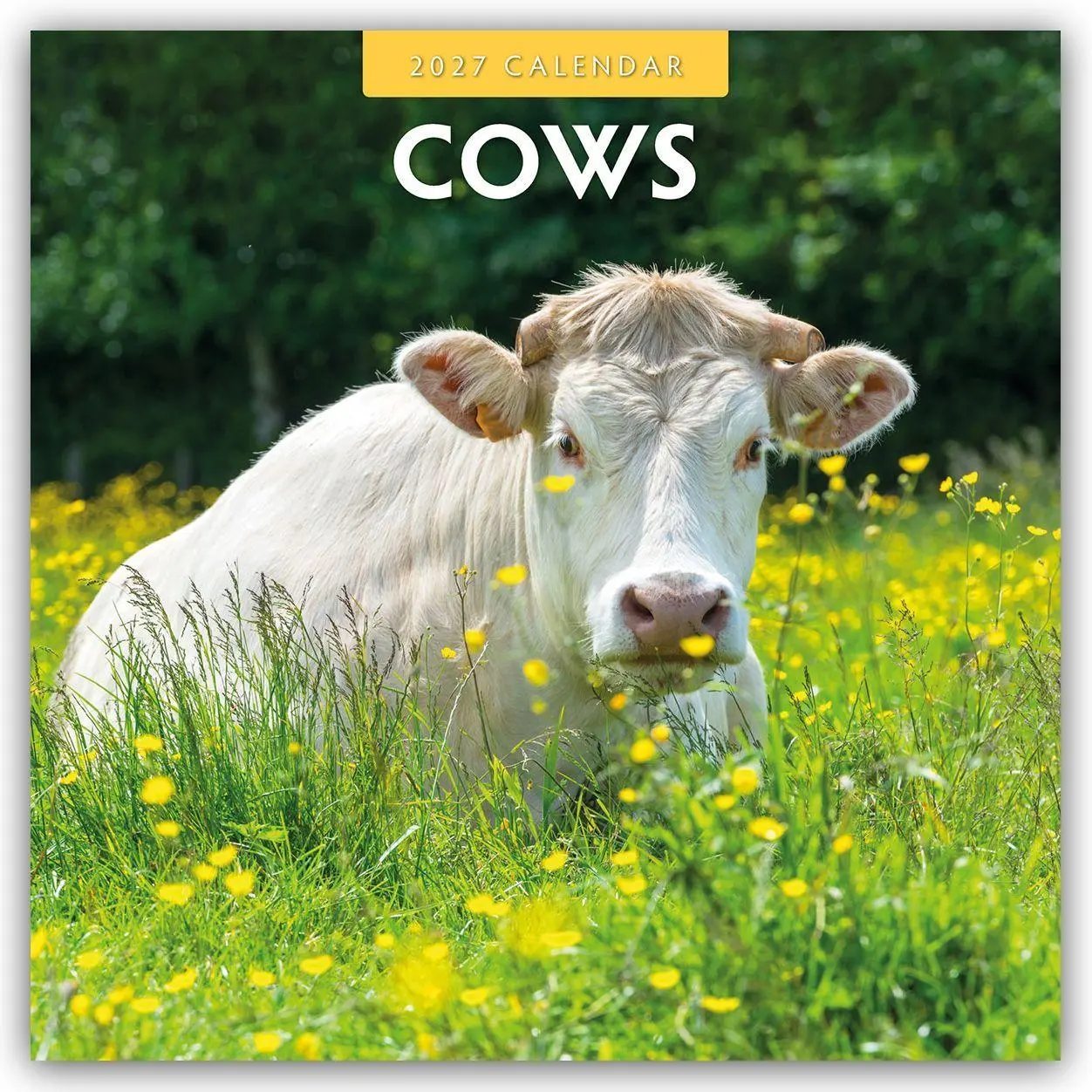 Cover: 9781804429624 | Cows - Kühe 2027 - 16-Monatskalender | Robin Red | Kalender | 28 S.