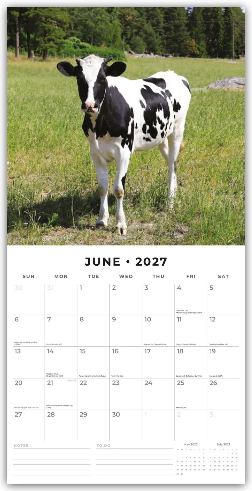 Bild: 9781804429624 | Cows - Kühe 2027 - 16-Monatskalender | Robin Red | Kalender | 28 S.
