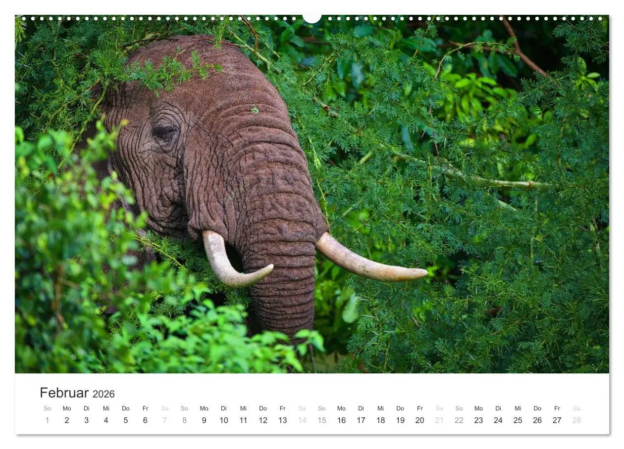Bild: 9783457979624 | Elefanten - Sanfte Riesen in Afrika (hochwertiger Premium...