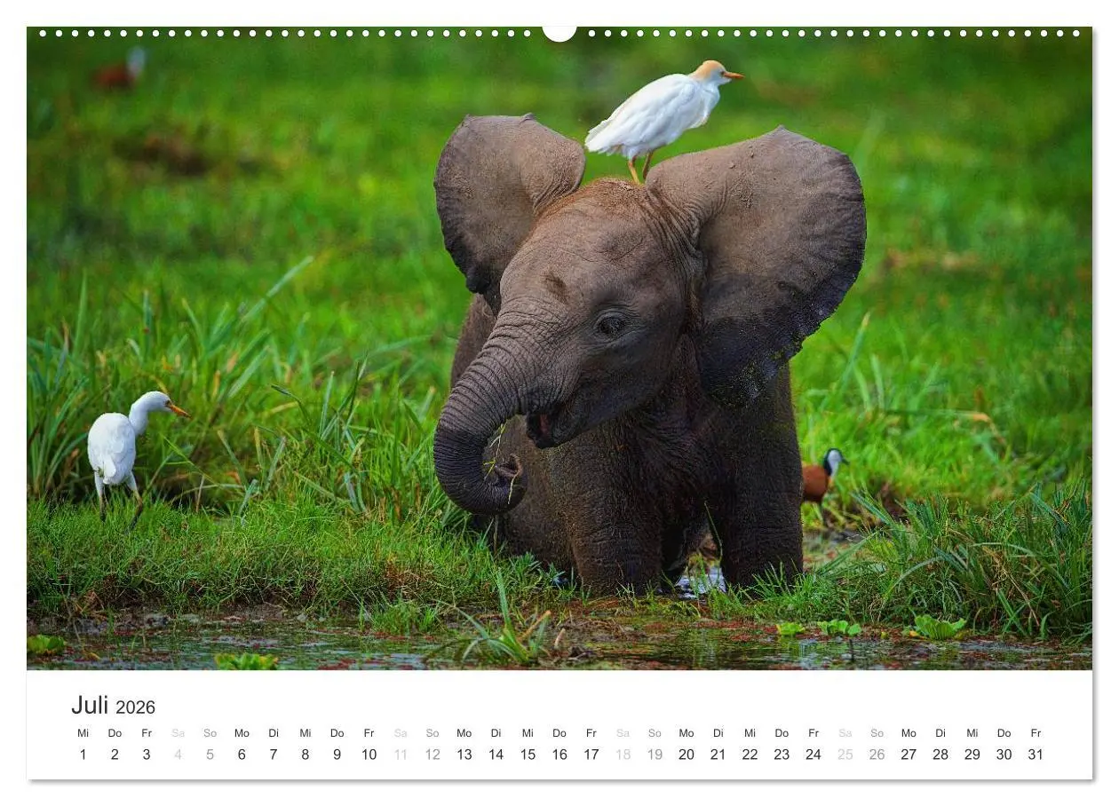 Bild: 9783457979624 | Elefanten - Sanfte Riesen in Afrika (hochwertiger Premium...