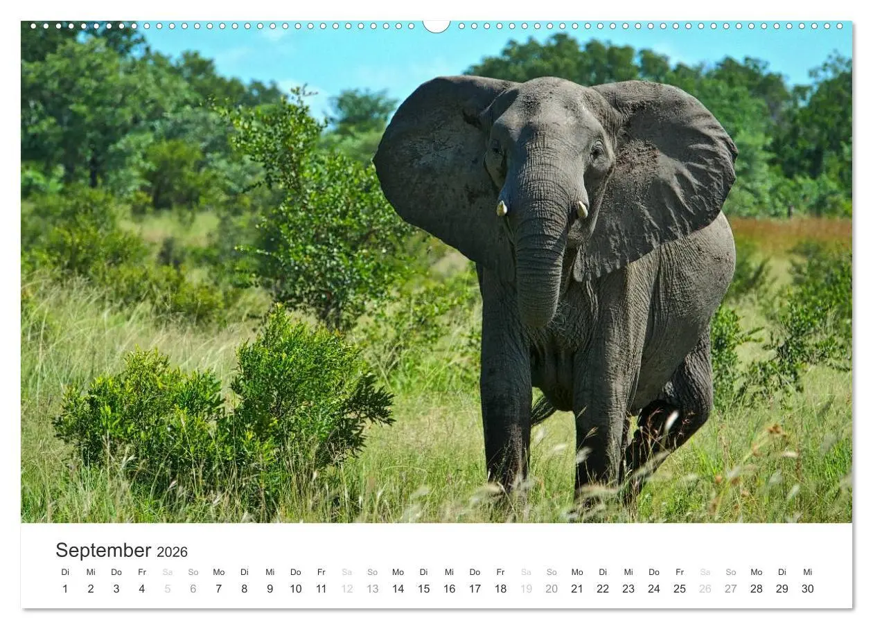 Bild: 9783457979624 | Elefanten - Sanfte Riesen in Afrika (hochwertiger Premium...