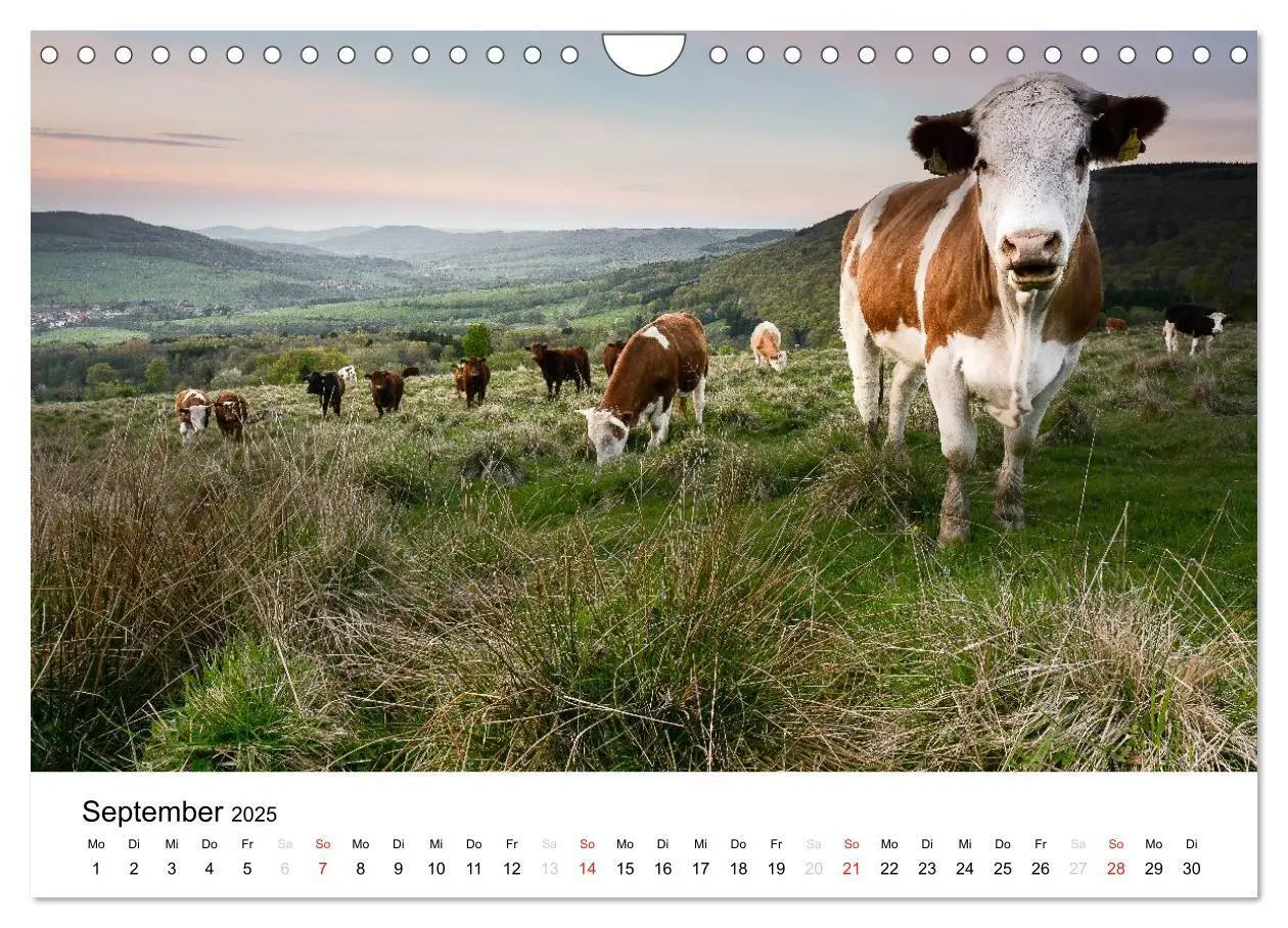 Bild: 9783435499724 | Naturerlebnis im Biosphärenreservat Rhön (Wandkalender 2025 DIN A4...