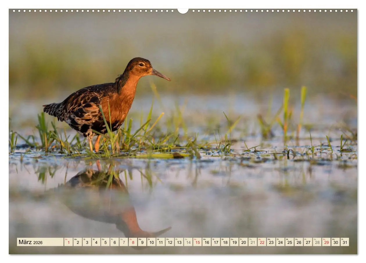 Bild: 9783457680025 | Niedersachsens Natur (hochwertiger Premium Wandkalender 2026 DIN A2...