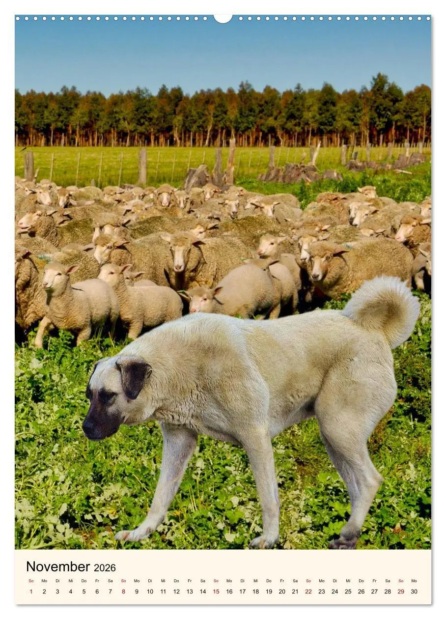 Bild: 9783516600025 | Hütehunde mit Energie und Ausdauer (hochwertiger Premium...