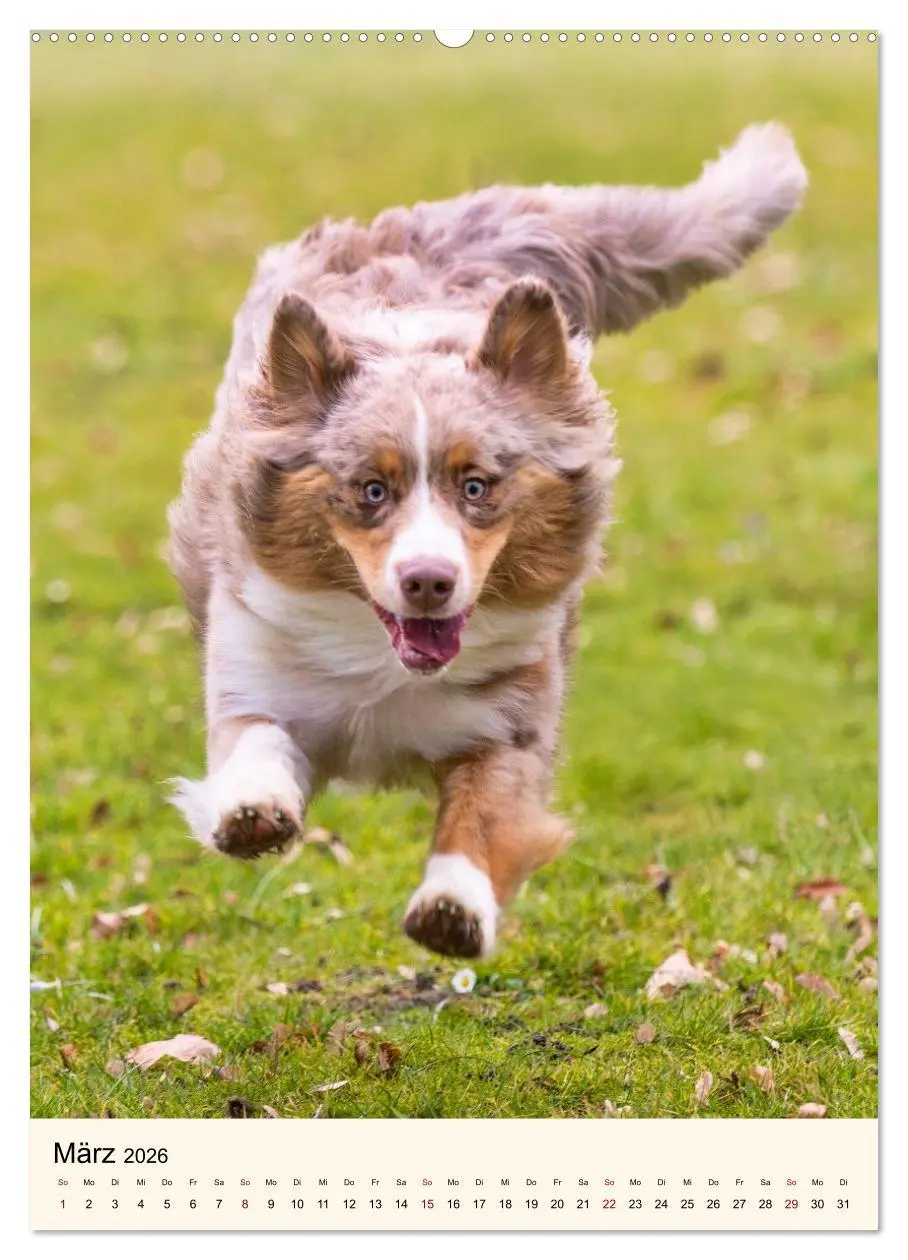 Bild: 9783516600025 | Hütehunde mit Energie und Ausdauer (hochwertiger Premium...