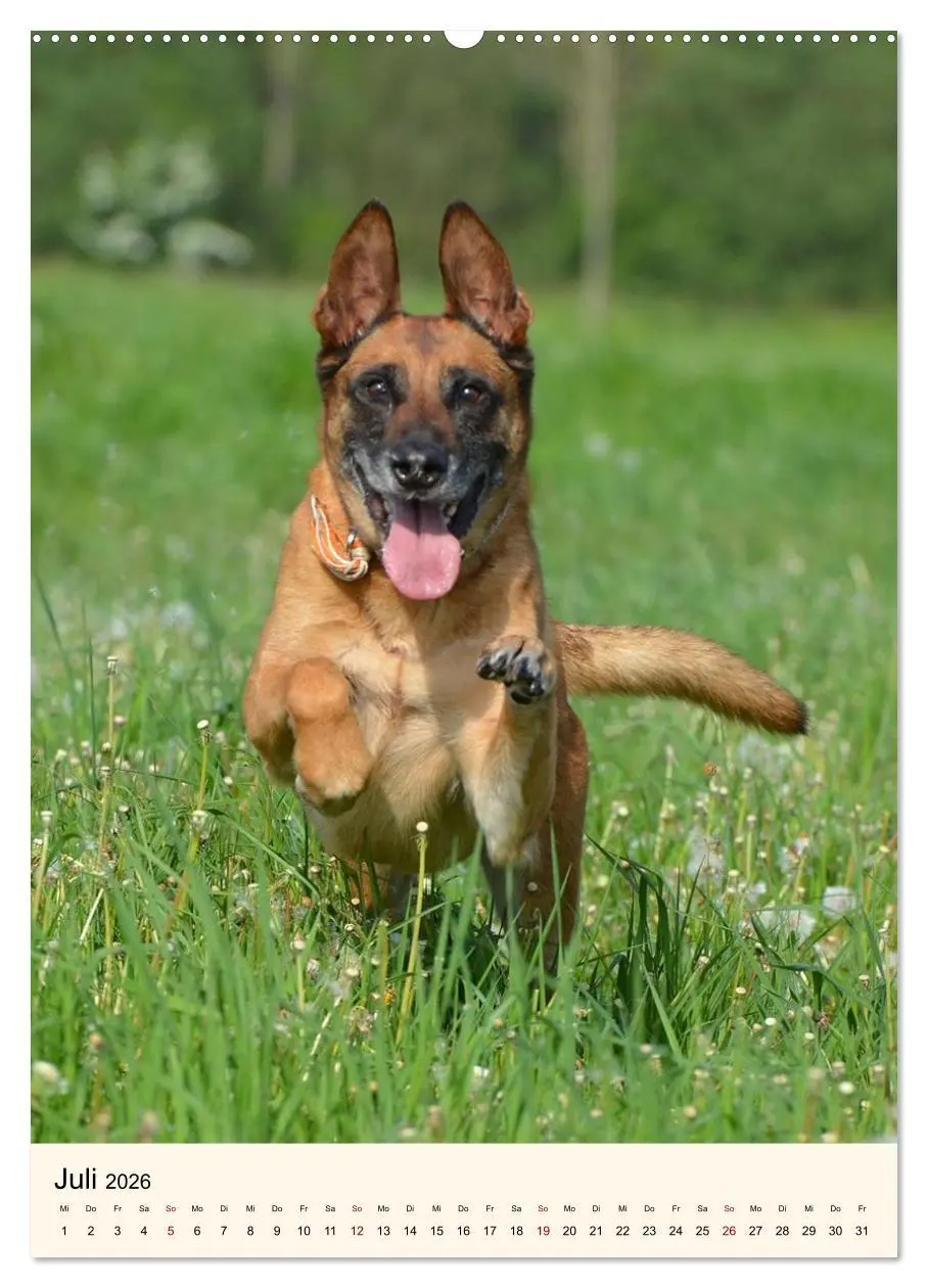 Bild: 9783516600025 | Hütehunde mit Energie und Ausdauer (hochwertiger Premium...