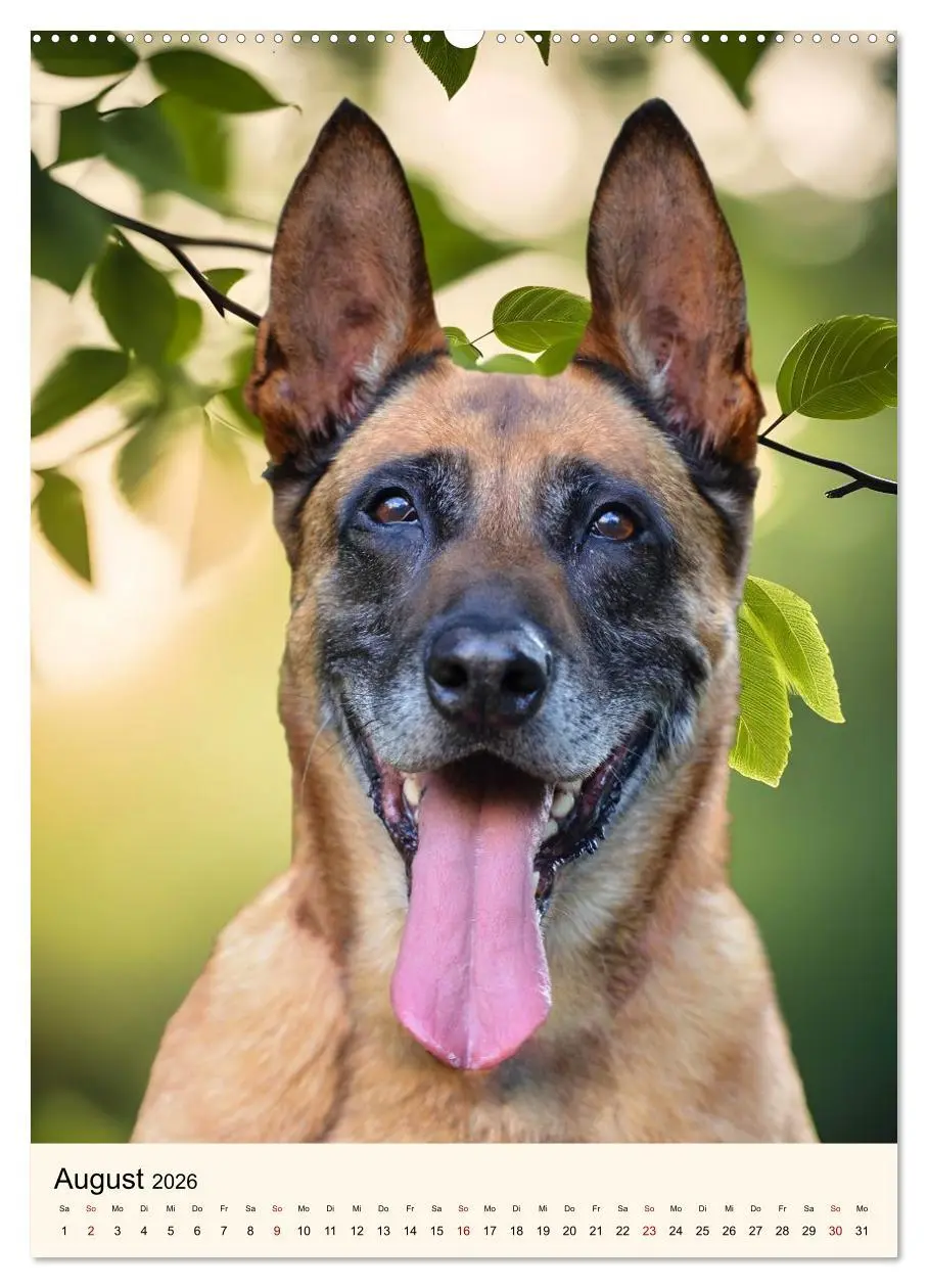 Bild: 9783516600025 | Hütehunde mit Energie und Ausdauer (hochwertiger Premium...