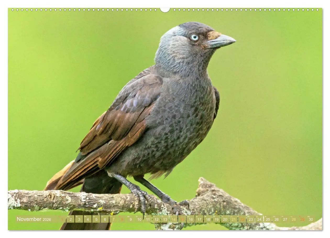 Bild: 9783457290125 | Rabenvögel: Schwarz, schlau, schön (Wandkalender 2026 DIN A2 quer),...