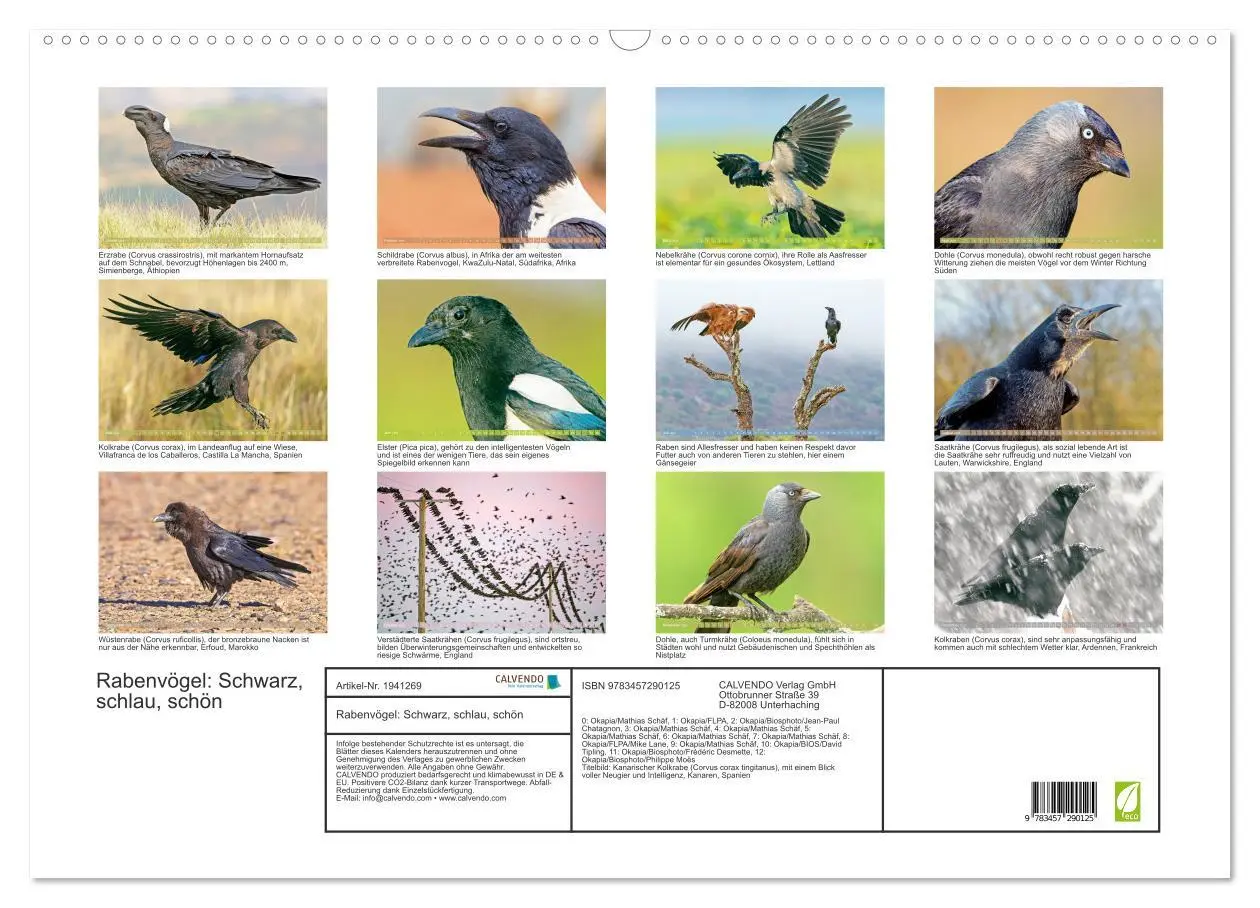 Bild: 9783457290125 | Rabenvögel: Schwarz, schlau, schön (Wandkalender 2026 DIN A2 quer),...