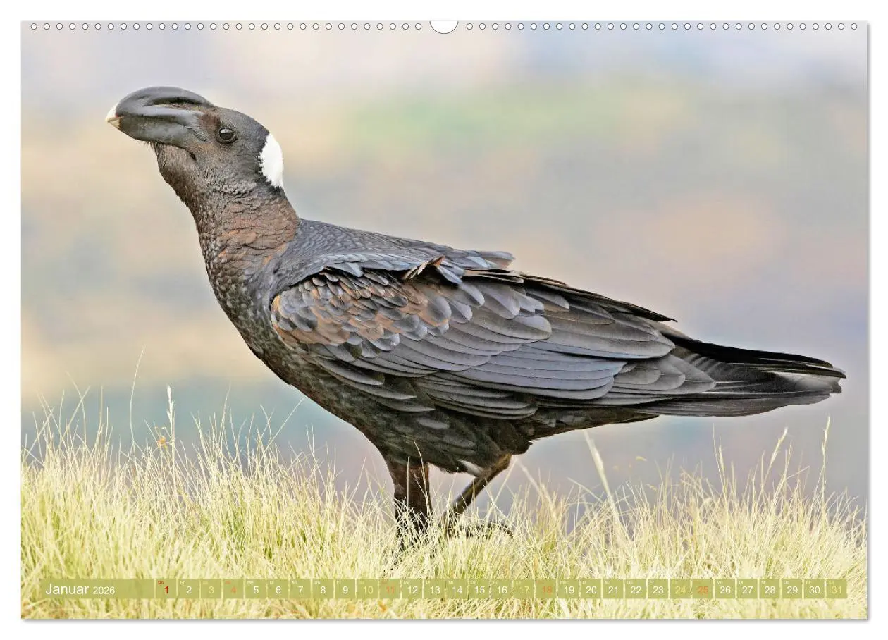 Bild: 9783457290125 | Rabenvögel: Schwarz, schlau, schön (Wandkalender 2026 DIN A2 quer),...