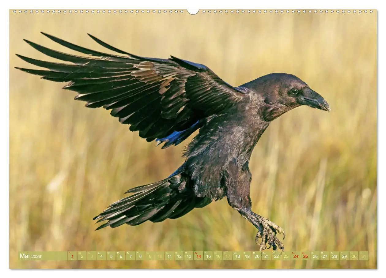 Bild: 9783457290125 | Rabenvögel: Schwarz, schlau, schön (Wandkalender 2026 DIN A2 quer),...