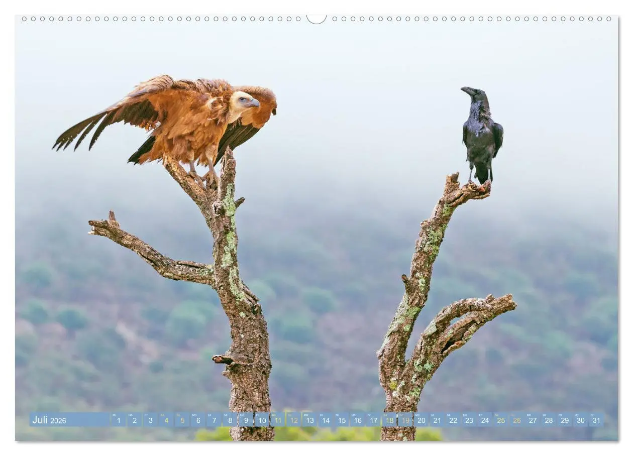 Bild: 9783457290125 | Rabenvögel: Schwarz, schlau, schön (Wandkalender 2026 DIN A2 quer),...