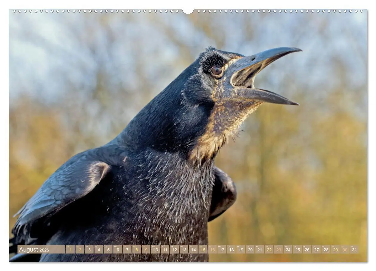 Bild: 9783457290125 | Rabenvögel: Schwarz, schlau, schön (Wandkalender 2026 DIN A2 quer),...