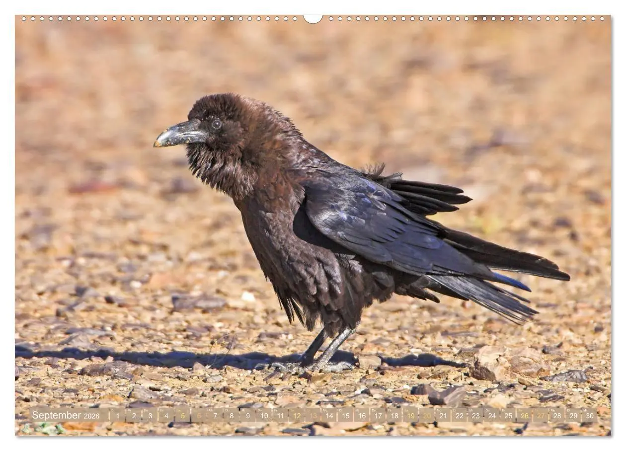 Bild: 9783457290125 | Rabenvögel: Schwarz, schlau, schön (Wandkalender 2026 DIN A2 quer),...