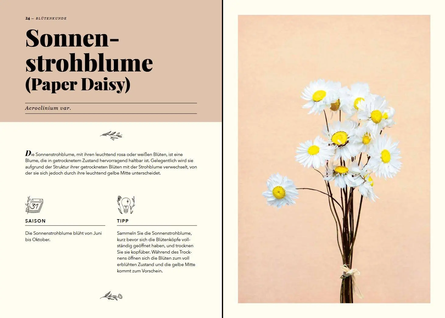 Bild: 9783702020125 | Zauberhafte Trockenblumen | Sammeln · Trocknen · Dekorieren | Buch