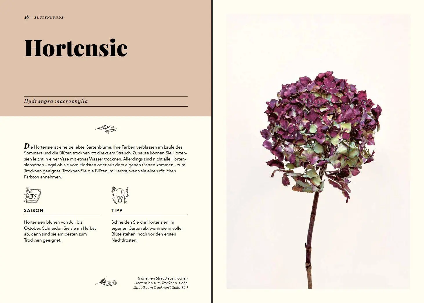 Bild: 9783702020125 | Zauberhafte Trockenblumen | Sammeln · Trocknen · Dekorieren | Buch