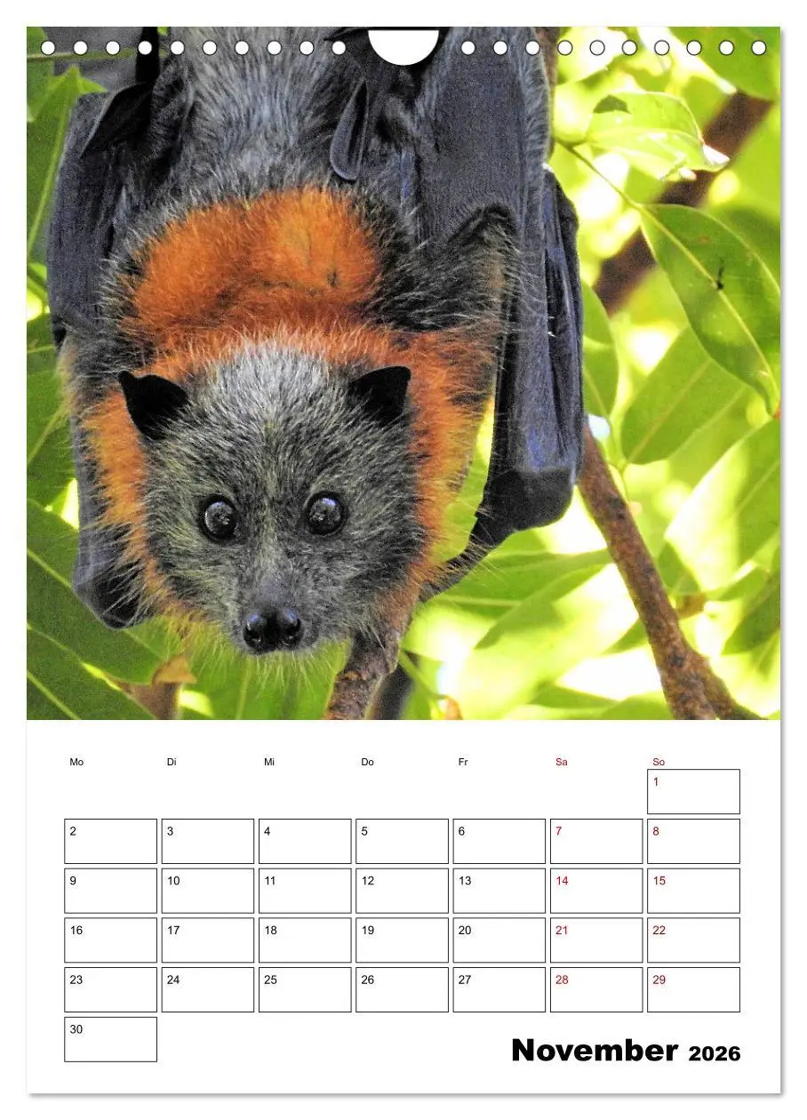 Bild: 9783516370225 | Australiens faszinierende Tierwelt (Wandkalender 2026 DIN A4 hoch),...
