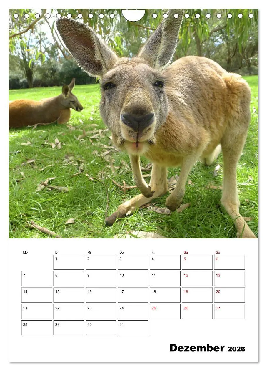 Bild: 9783516370225 | Australiens faszinierende Tierwelt (Wandkalender 2026 DIN A4 hoch),...