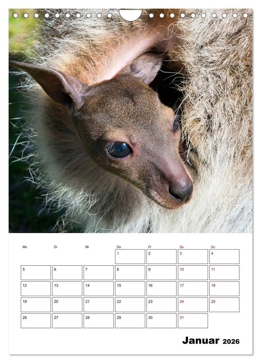 Bild: 9783516370225 | Australiens faszinierende Tierwelt (Wandkalender 2026 DIN A4 hoch),...