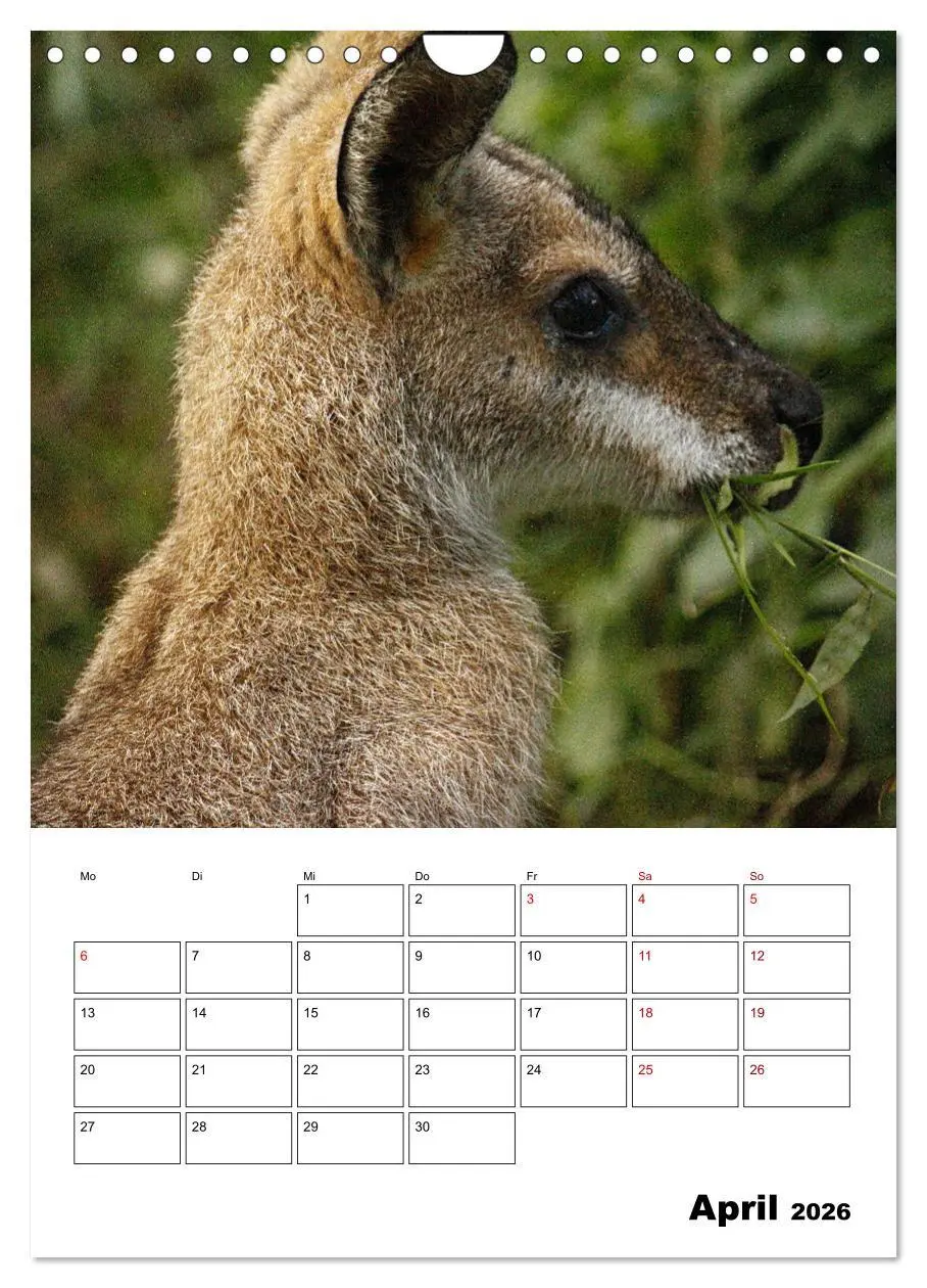 Bild: 9783516370225 | Australiens faszinierende Tierwelt (Wandkalender 2026 DIN A4 hoch),...