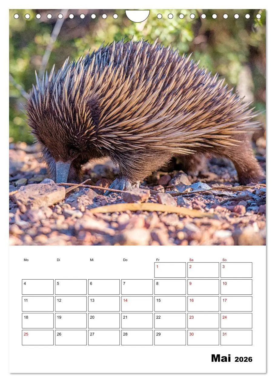 Bild: 9783516370225 | Australiens faszinierende Tierwelt (Wandkalender 2026 DIN A4 hoch),...