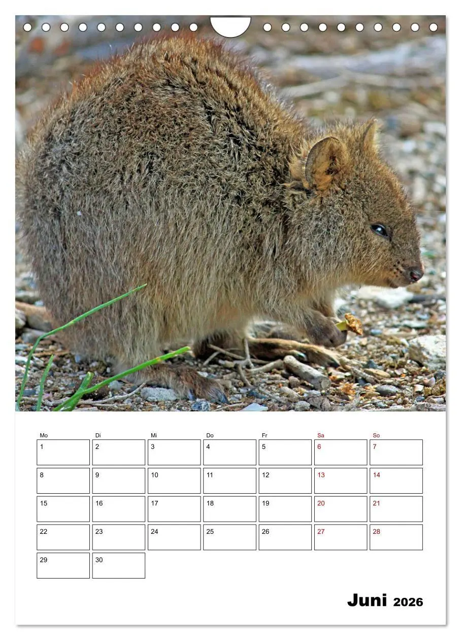 Bild: 9783516370225 | Australiens faszinierende Tierwelt (Wandkalender 2026 DIN A4 hoch),...
