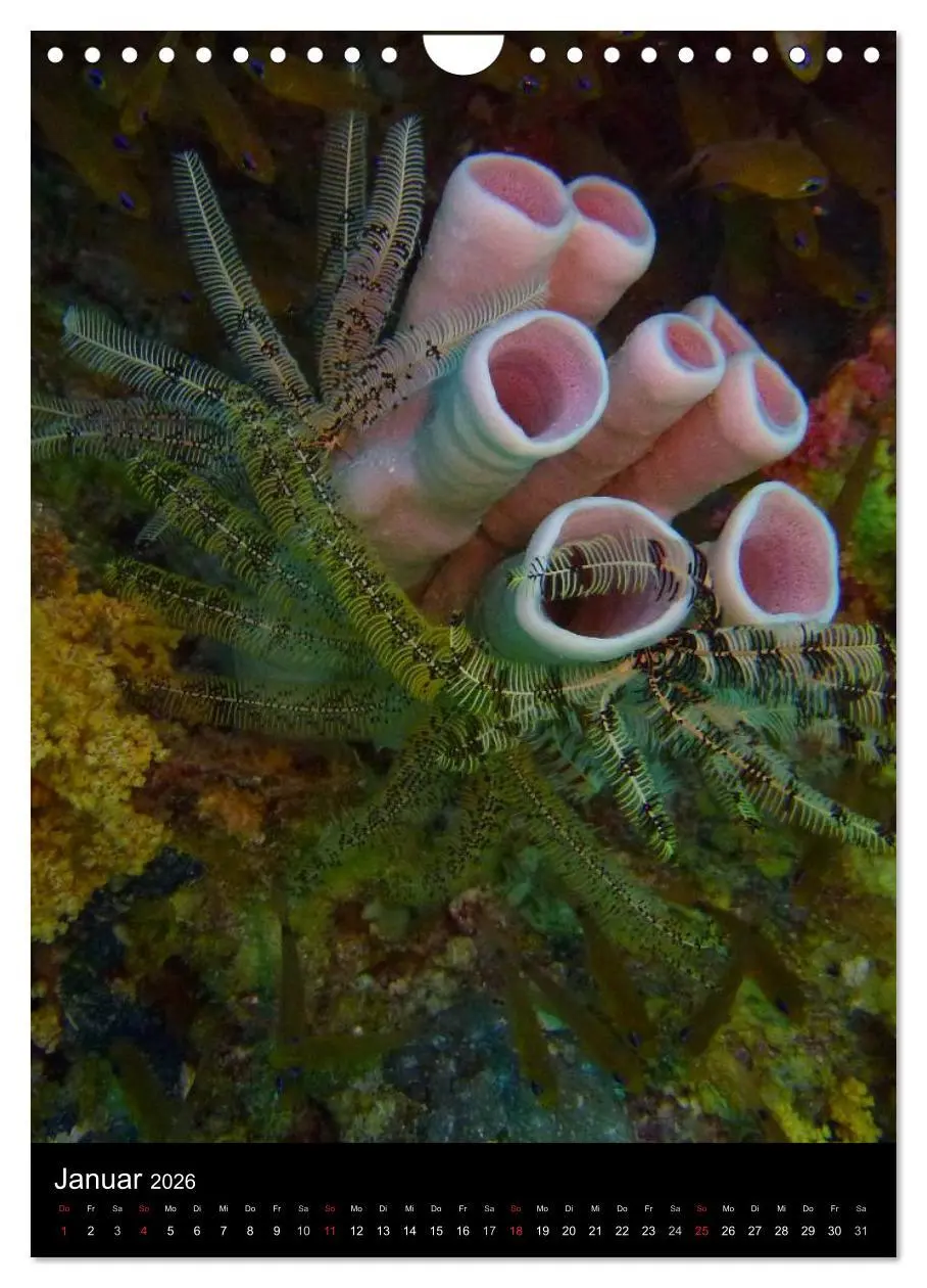 Bild: 9783516440225 | Abtauchen im Roten Meer (Wandkalender 2026 DIN A4 hoch), CALVENDO...