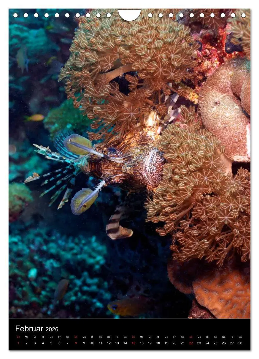 Bild: 9783516440225 | Abtauchen im Roten Meer (Wandkalender 2026 DIN A4 hoch), CALVENDO...