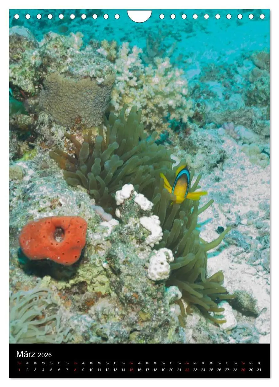 Bild: 9783516440225 | Abtauchen im Roten Meer (Wandkalender 2026 DIN A4 hoch), CALVENDO...