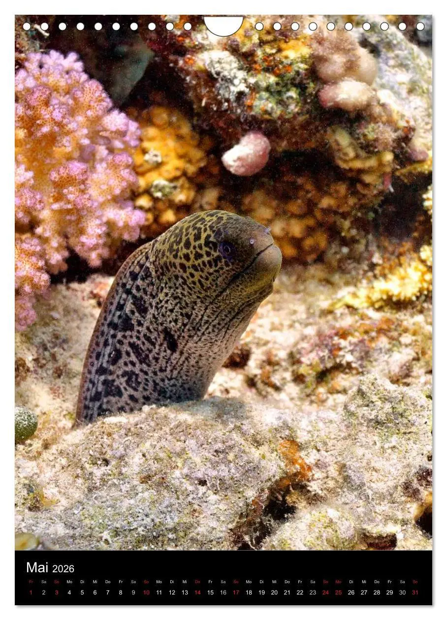 Bild: 9783516440225 | Abtauchen im Roten Meer (Wandkalender 2026 DIN A4 hoch), CALVENDO...