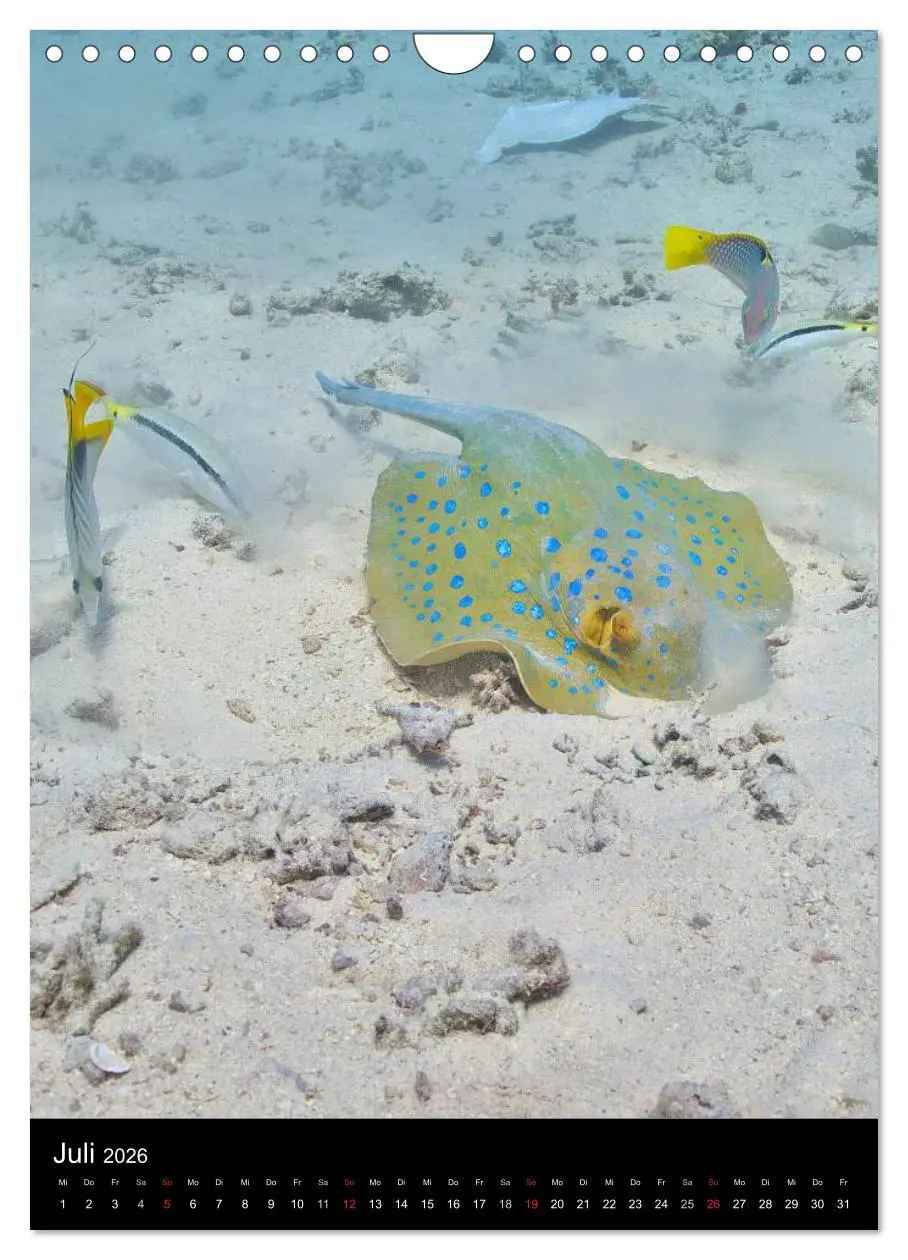 Bild: 9783516440225 | Abtauchen im Roten Meer (Wandkalender 2026 DIN A4 hoch), CALVENDO...