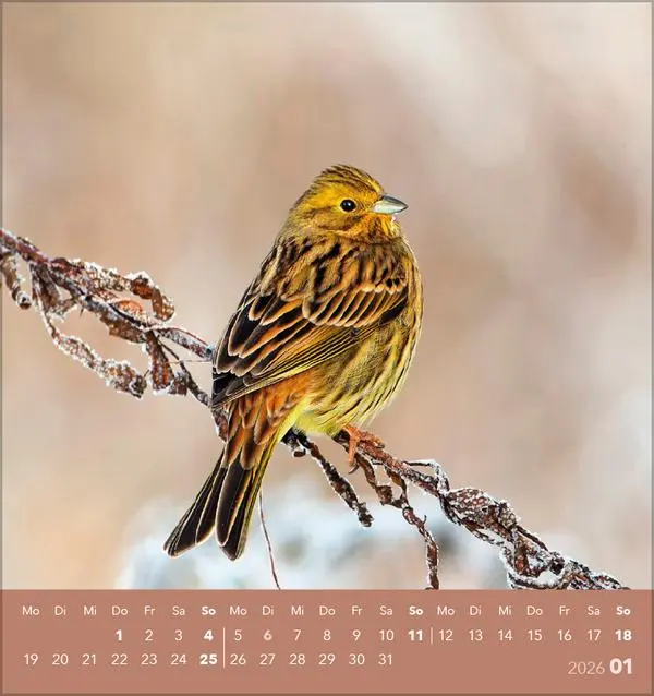 Bild: 9783731890225 | Vögel unserer Heimat 2026 | Verlag Korsch | Kalender | 13 S. | Deutsch