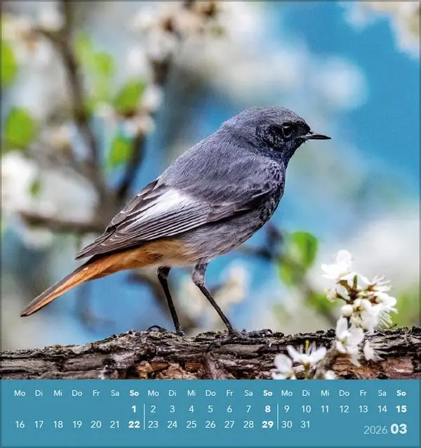 Bild: 9783731890225 | Vögel unserer Heimat 2026 | Verlag Korsch | Kalender | 13 S. | Deutsch