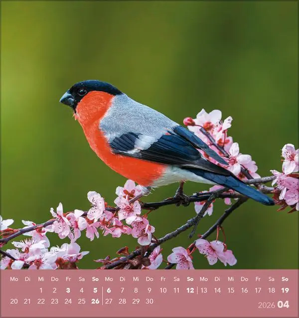Bild: 9783731890225 | Vögel unserer Heimat 2026 | Verlag Korsch | Kalender | 13 S. | Deutsch