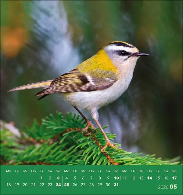 Bild: 9783731890225 | Vögel unserer Heimat 2026 | Verlag Korsch | Kalender | 13 S. | Deutsch