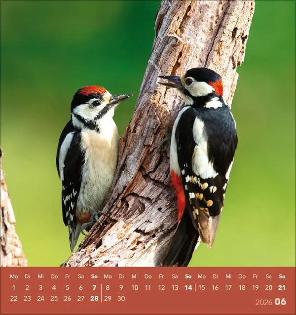 Bild: 9783731890225 | Vögel unserer Heimat 2026 | Verlag Korsch | Kalender | 13 S. | Deutsch
