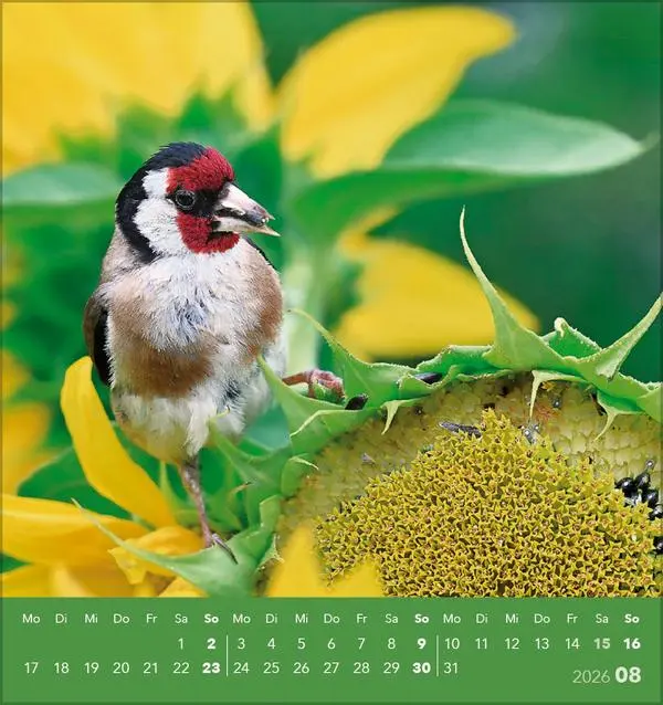 Bild: 9783731890225 | Vögel unserer Heimat 2026 | Verlag Korsch | Kalender | 13 S. | Deutsch
