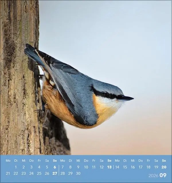 Bild: 9783731890225 | Vögel unserer Heimat 2026 | Verlag Korsch | Kalender | 13 S. | Deutsch