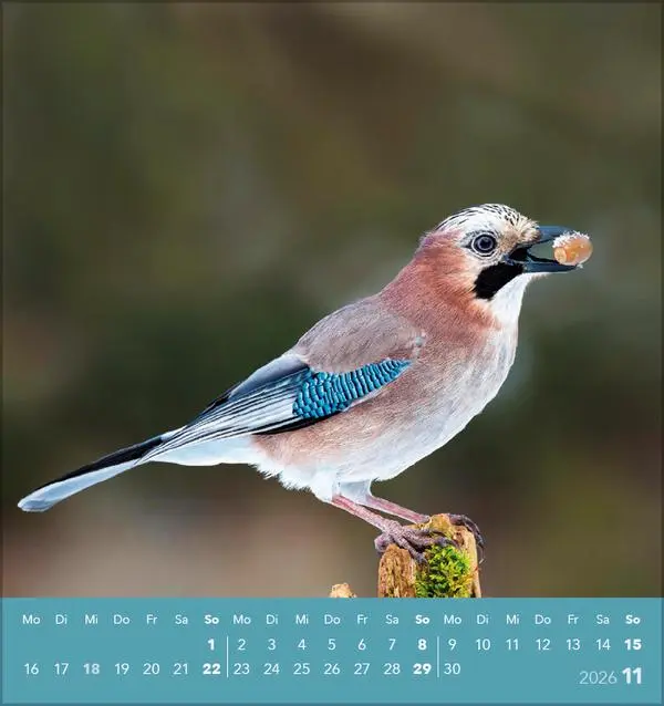 Bild: 9783731890225 | Vögel unserer Heimat 2026 | Verlag Korsch | Kalender | 13 S. | Deutsch