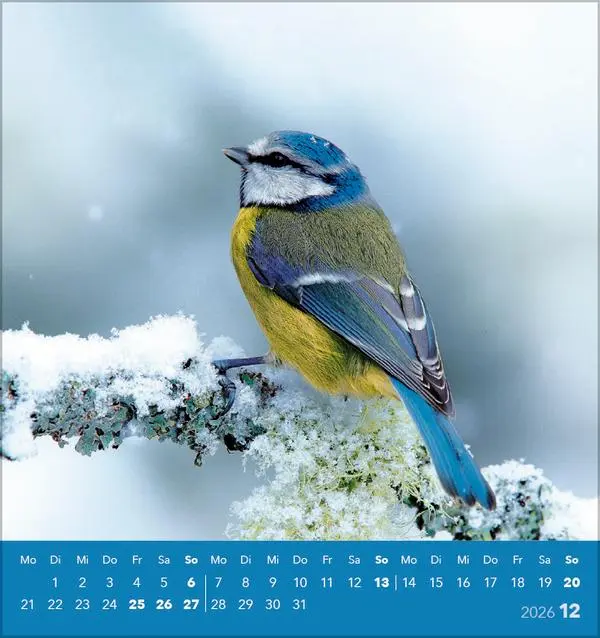 Bild: 9783731890225 | Vögel unserer Heimat 2026 | Verlag Korsch | Kalender | 13 S. | Deutsch