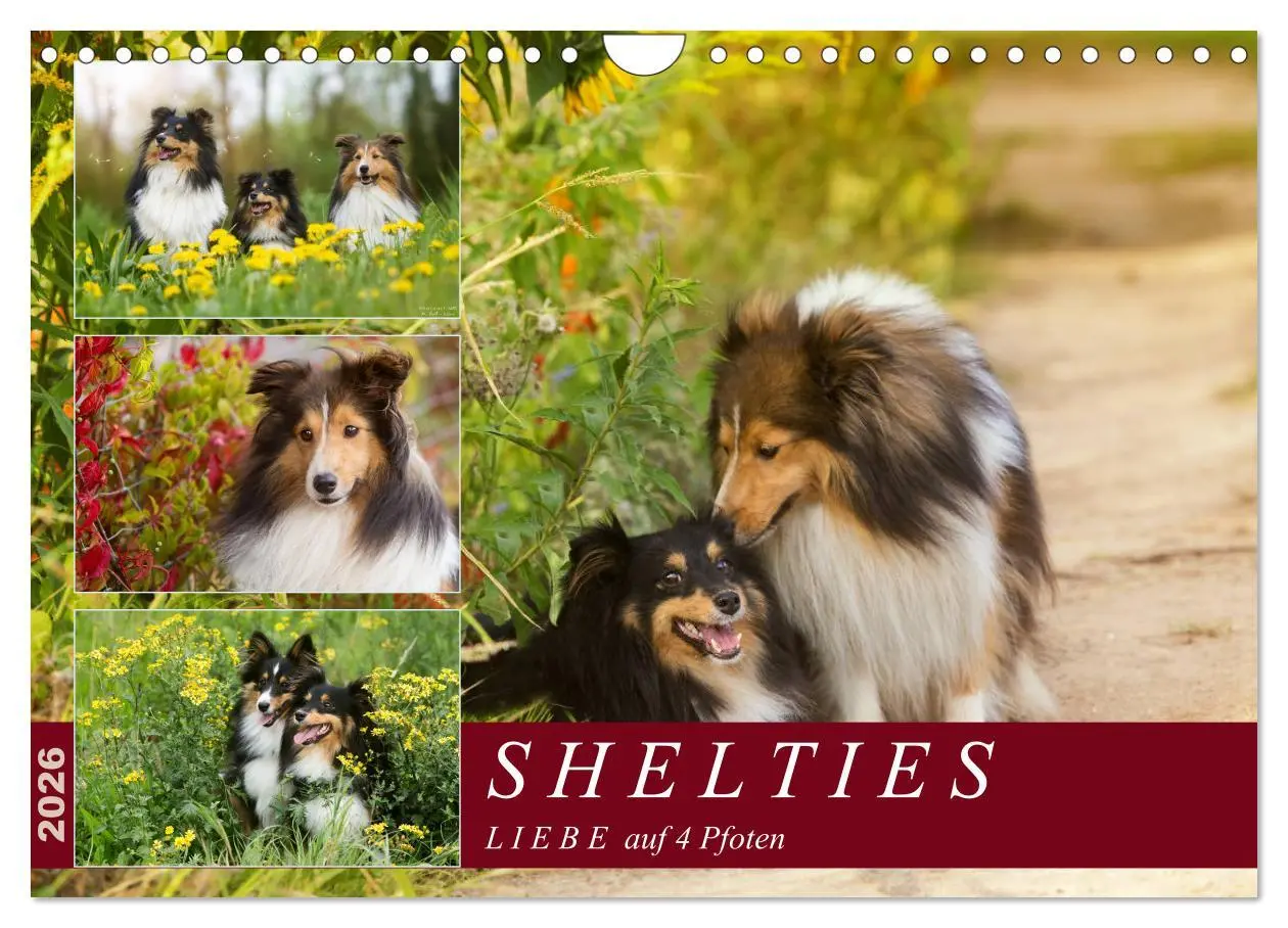 Cover: 9783457890325 | SHELTIES Liebe auf 4 Pfoten (Wandkalender 2026 DIN A4 quer),...