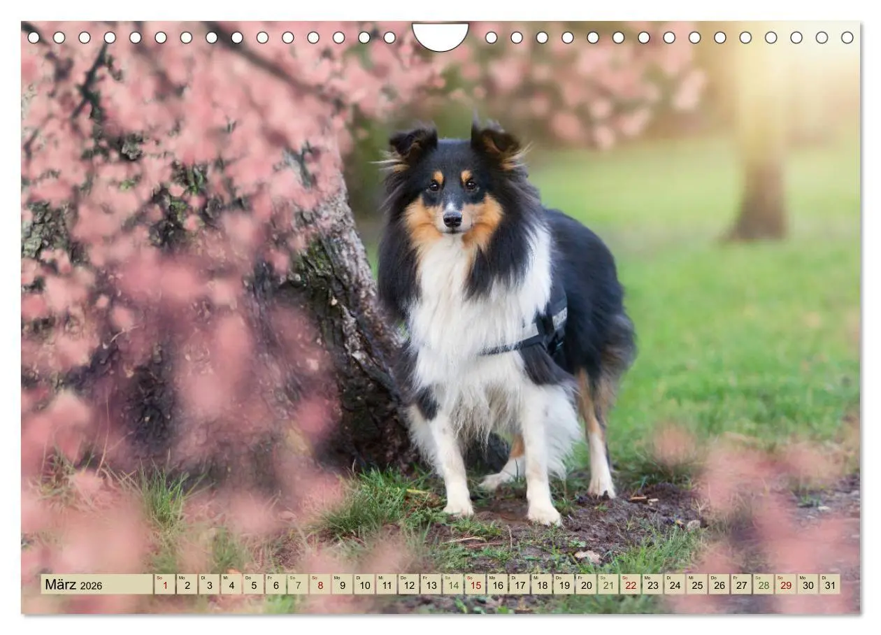 Bild: 9783457890325 | SHELTIES Liebe auf 4 Pfoten (Wandkalender 2026 DIN A4 quer),...