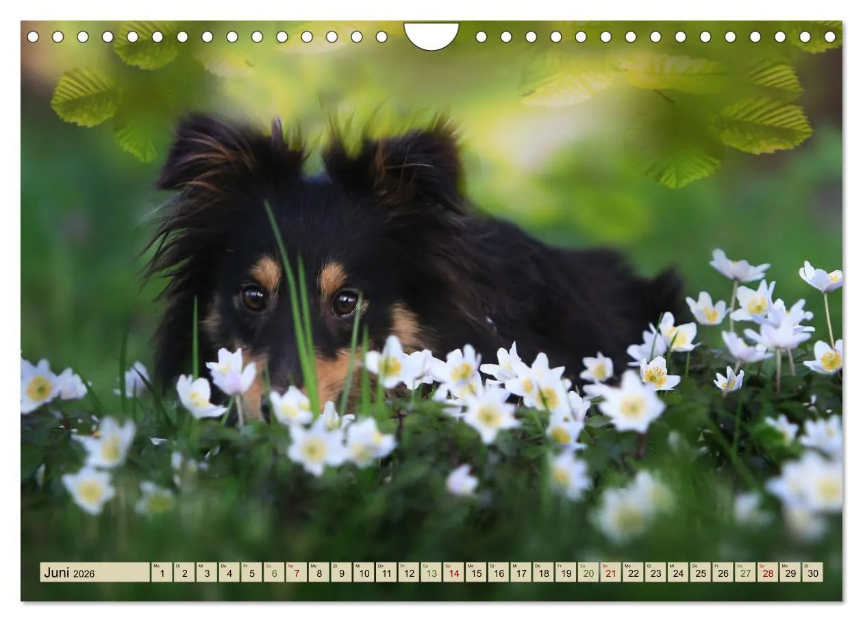 Bild: 9783457890325 | SHELTIES Liebe auf 4 Pfoten (Wandkalender 2026 DIN A4 quer),...