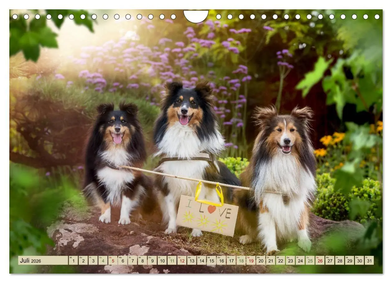 Bild: 9783457890325 | SHELTIES Liebe auf 4 Pfoten (Wandkalender 2026 DIN A4 quer),...